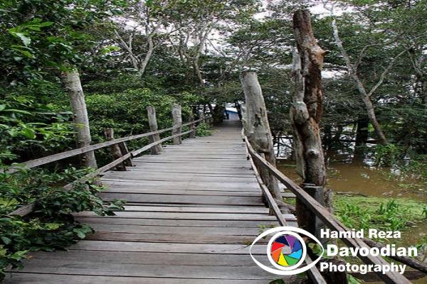 Amazon River & Jungle