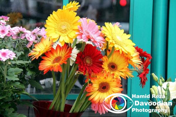 Flower in Rio de Janeiro