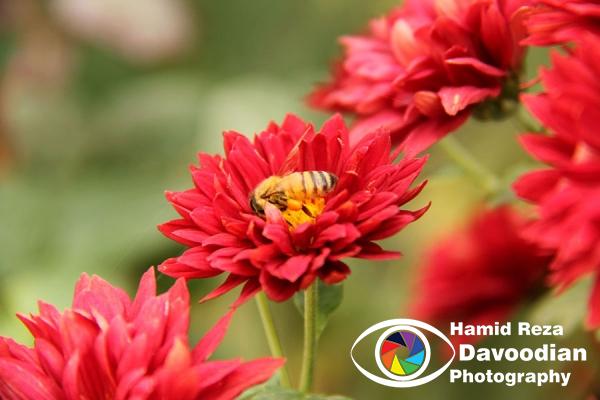Chrysanthemum Flower, Isfahan, Iran
