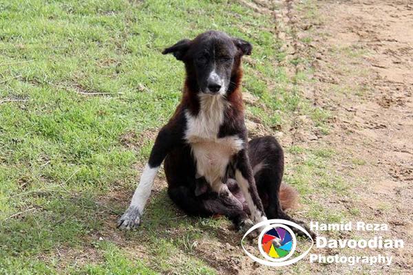 Dog iin Ashoradeh Island