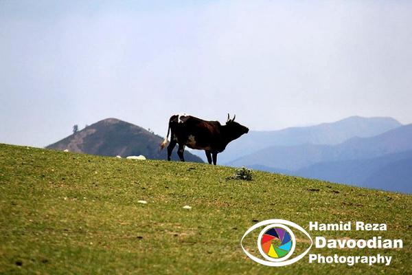 Cow in Masal
